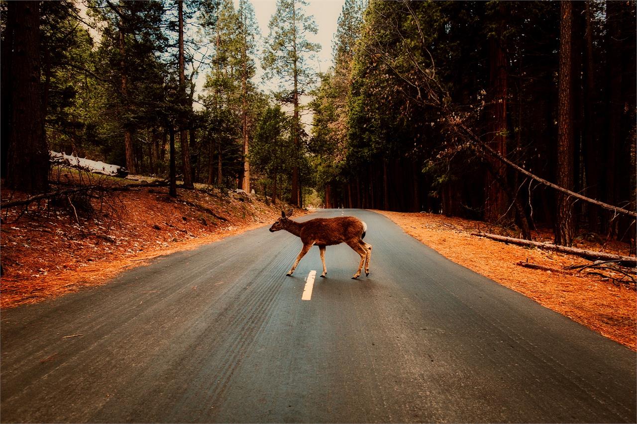 Por la noche perdemos agudeza visual y aumenta el riesgo de atropello. Si circulas por una carretera secundaria, estate muy atento ante la posible presencia de animales.