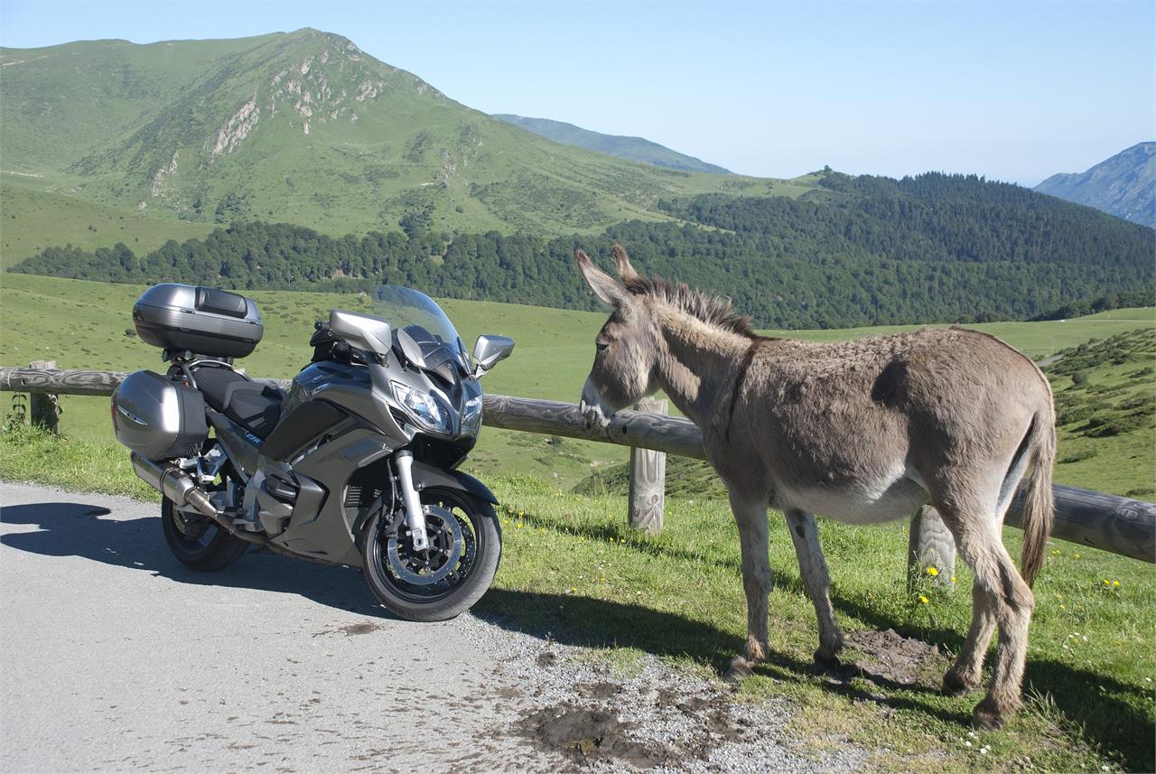 En carreteras secundarias es fácil cruzarse con peatones caminando por el arcén, con ciclistas y también con animales. En estos casos, reduce la velocidad.